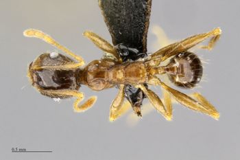 Media type: image;   Entomology 512178 Aspect: habitus dorsal